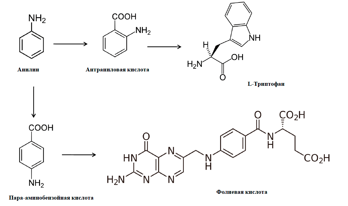 Включение анилина в состав биологических молекул