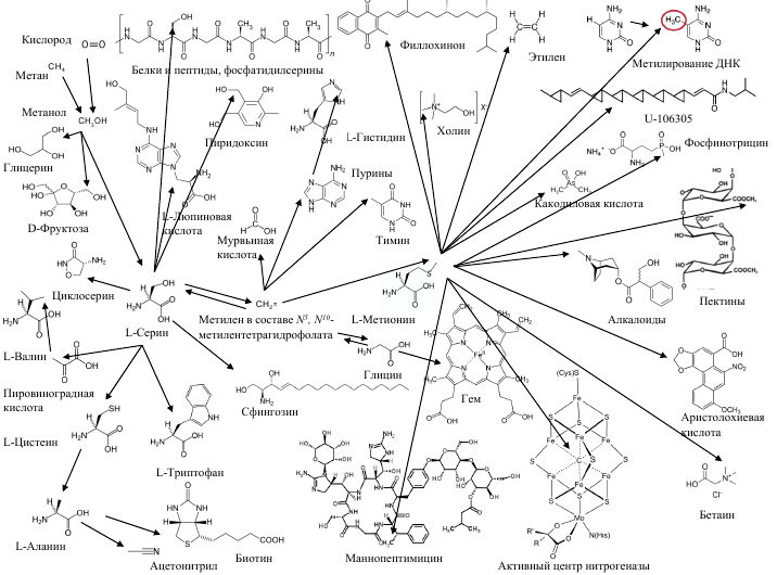Включение метана, метанола и формальдегида в состав биологических молекул