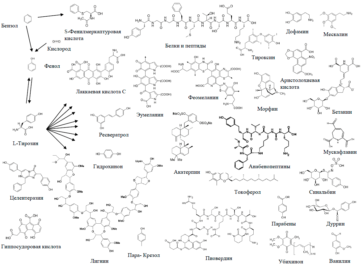 Включение бензола и фенола в состав биологических молекул