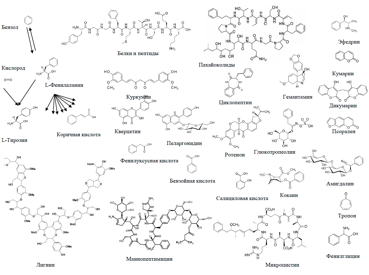 Включение бензола в состав биологических молекул