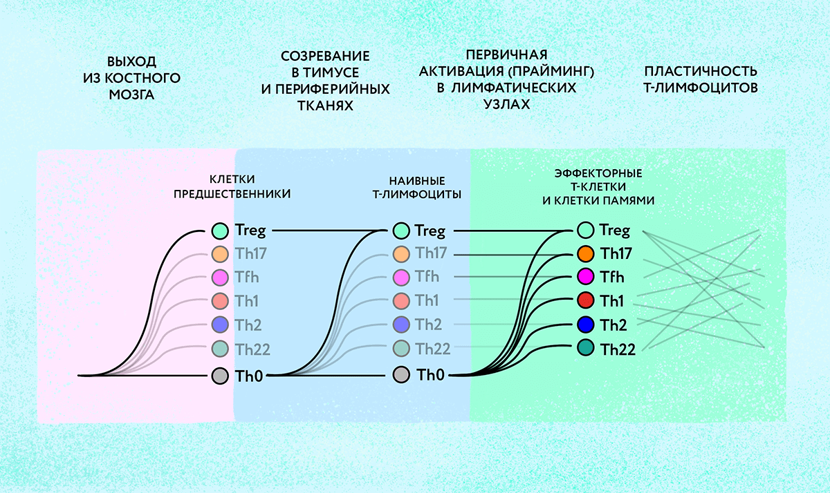 Дифференциация Т-лимфоцитов в различные субпопуляции