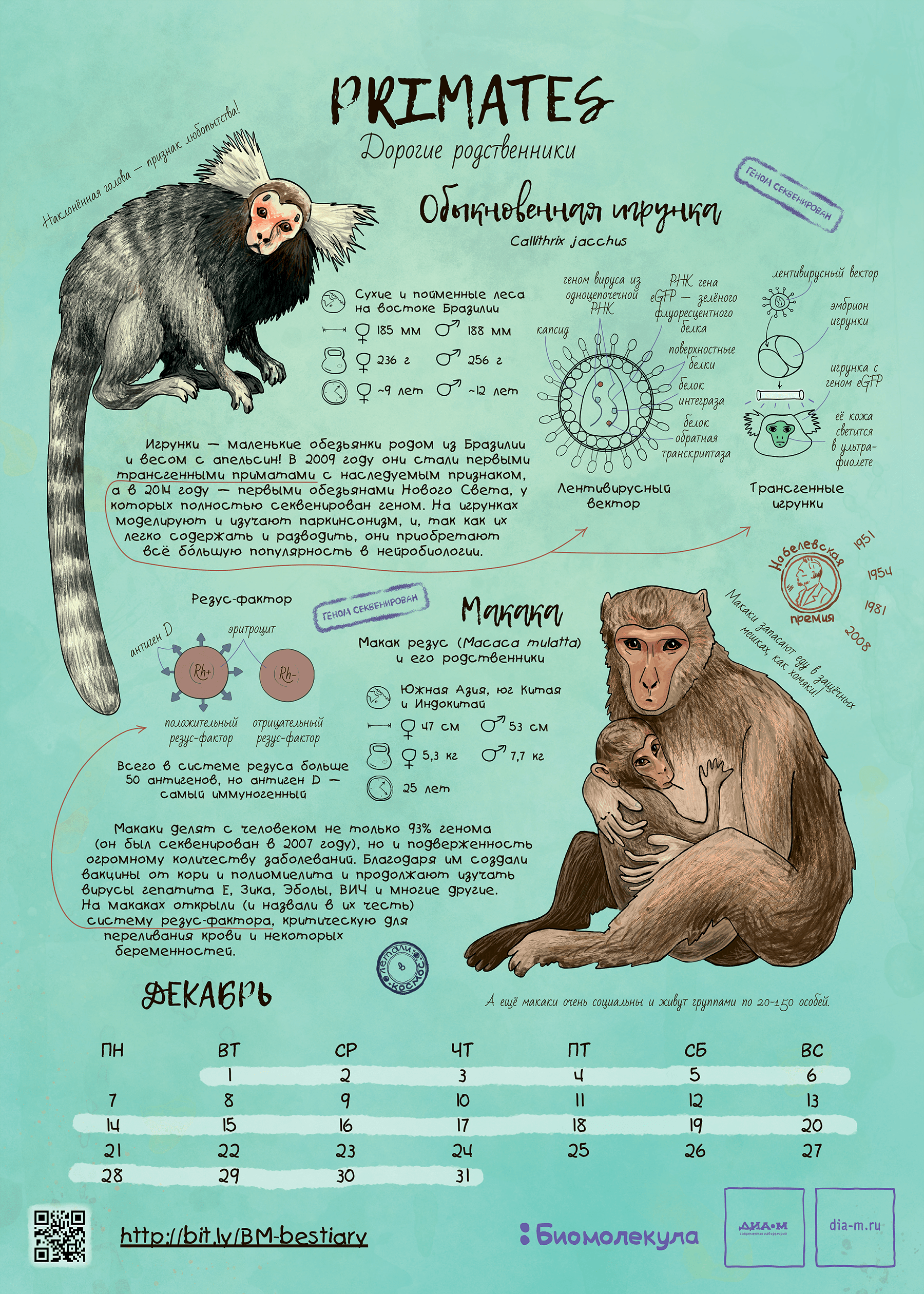 Приматы — герои календаря «Биомолекулы»