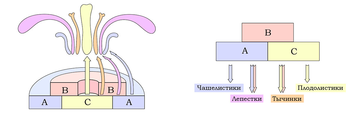 Схема АВС-модели развития цветка с двойным околоцветником