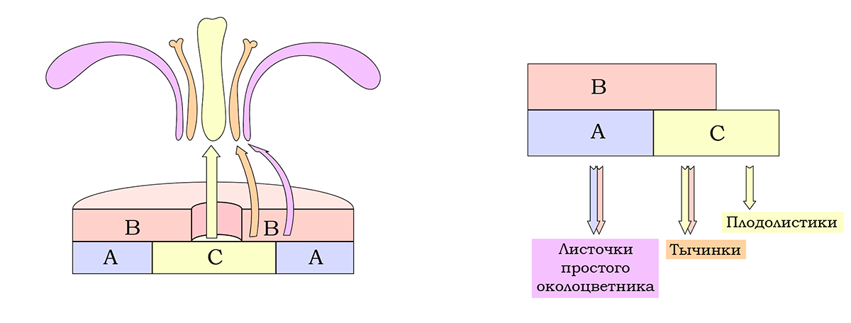 Схема АВС-модели развития цветка с простым околоцветником