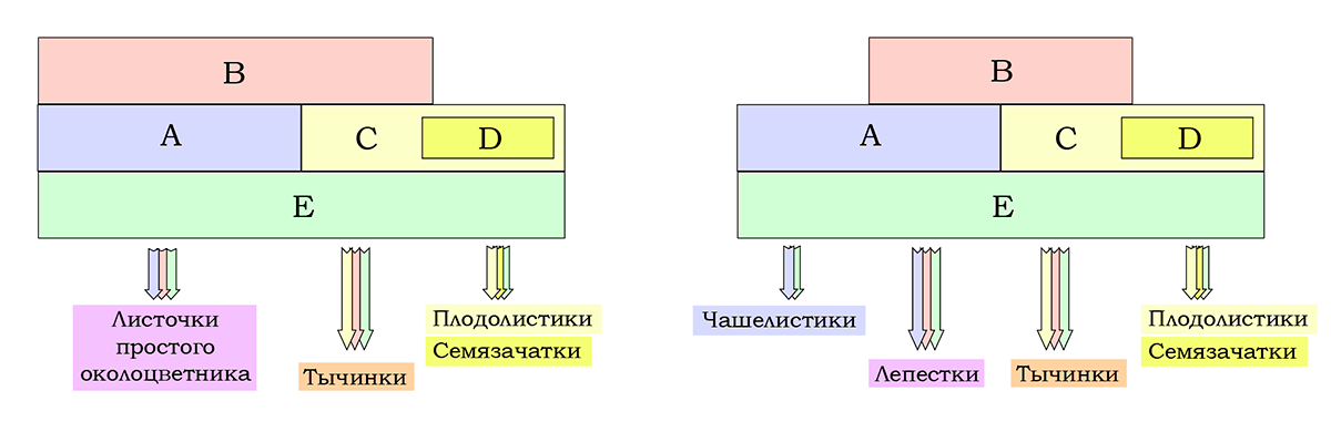 Схема ABCDE-модели развития