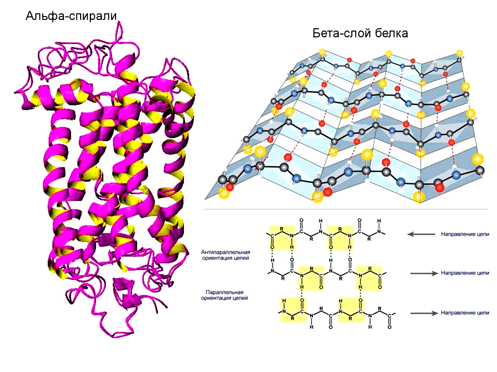 Аморфный матрикс и бета-кристаллы в волокне паутины