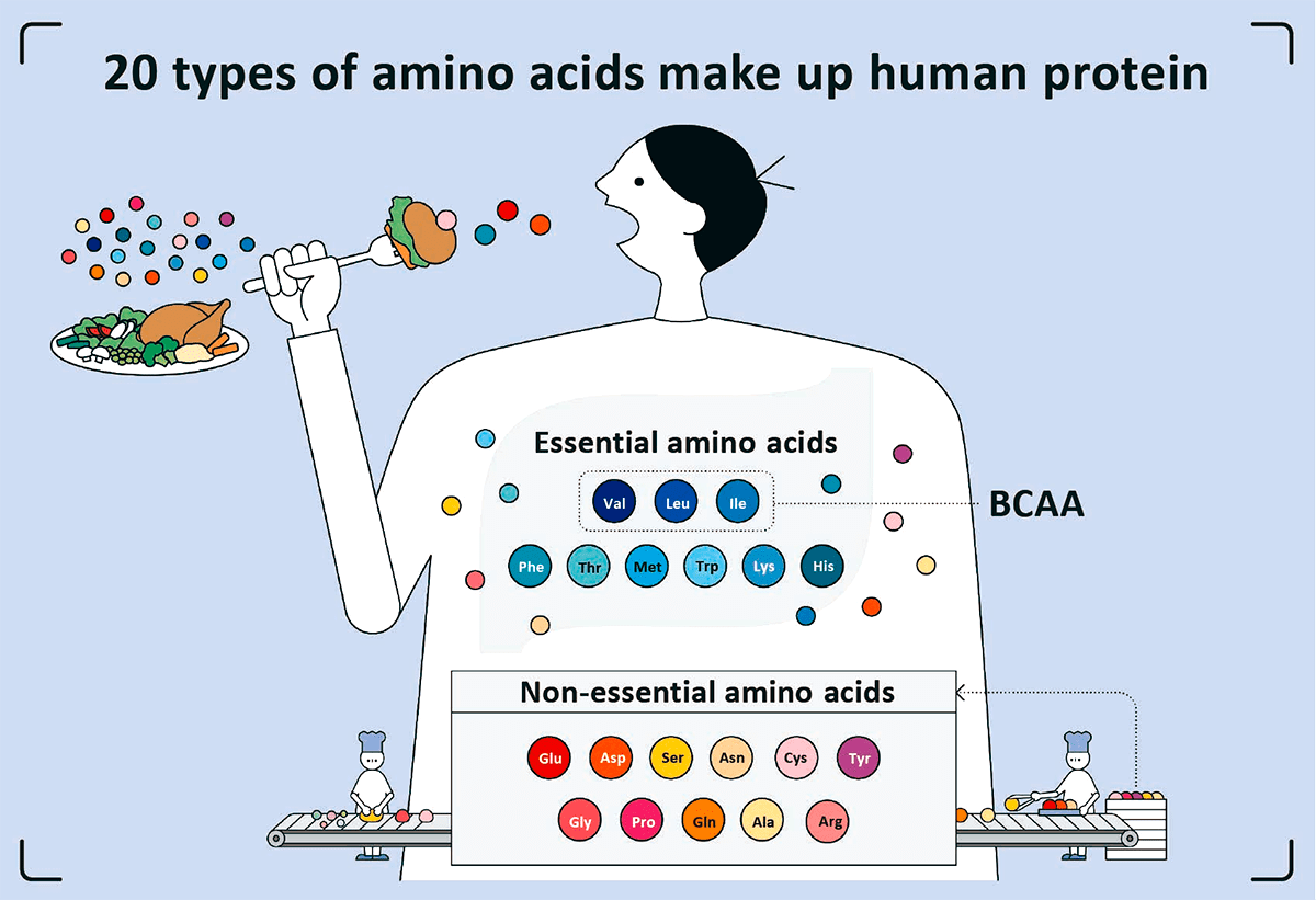 Человек потребляет в пищу белки и расщепляет их до аминокислот
