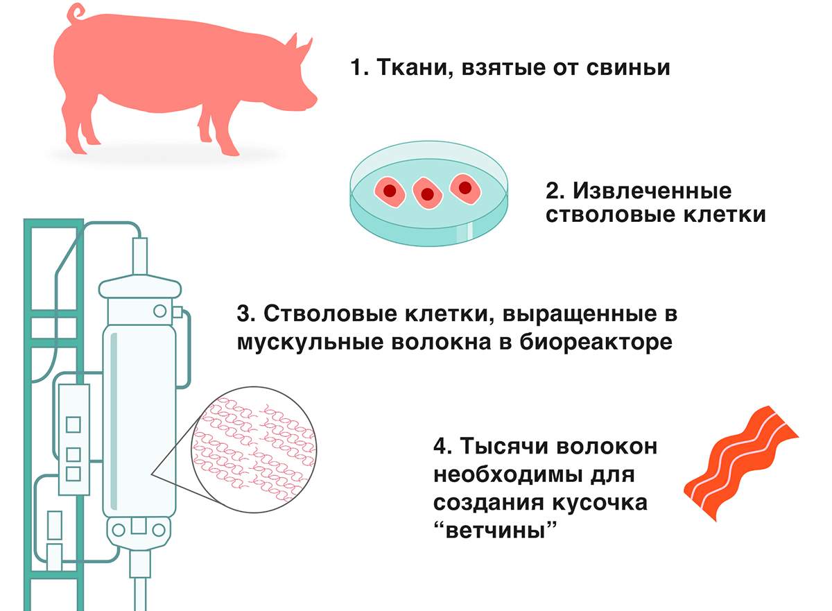 Основные этапы изготовления искусственного мяса