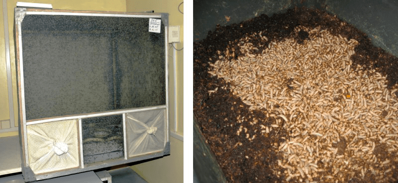 Условия выращивания личинок мух в компании «НордТехСад»