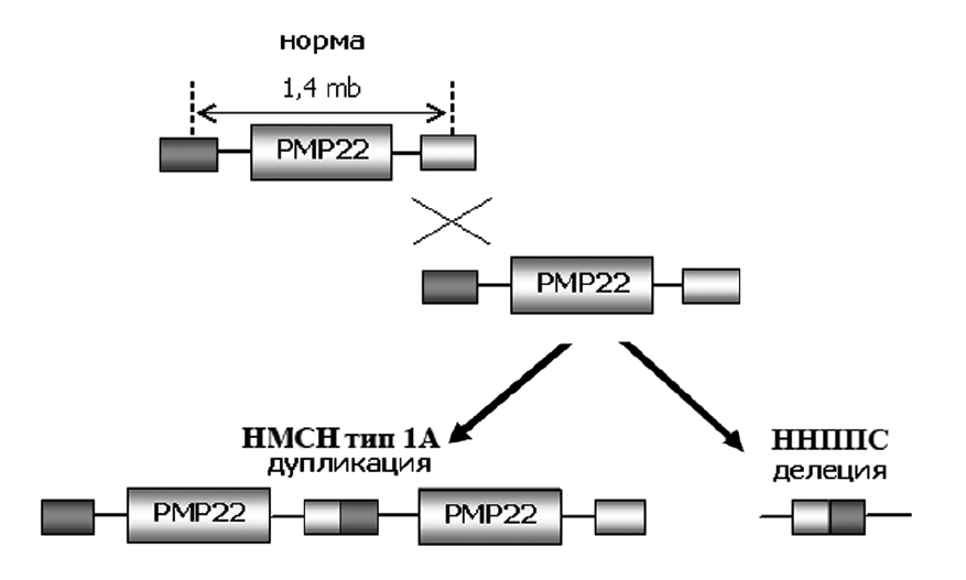 Образование двух аномальных хромосом: с дупликацией и делецией PMP22