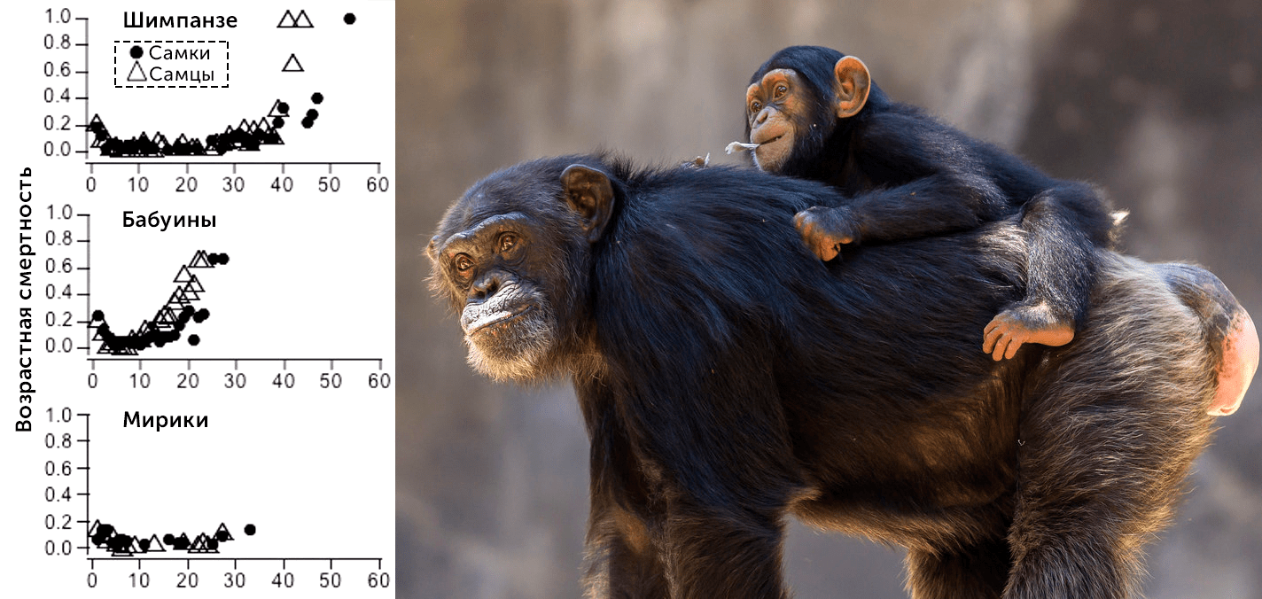 У млекопитающих самки обычно живут дольше самцов