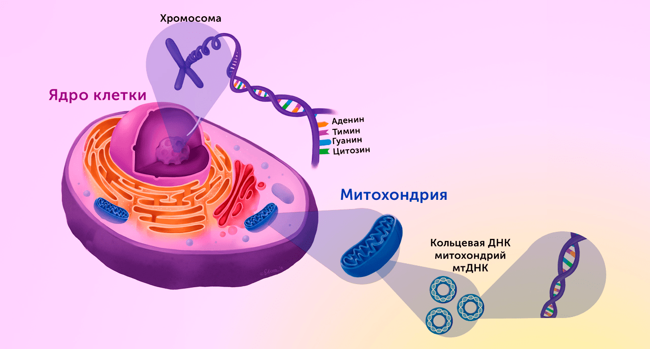 Схематические различия между ДНК ядра и митохондрий