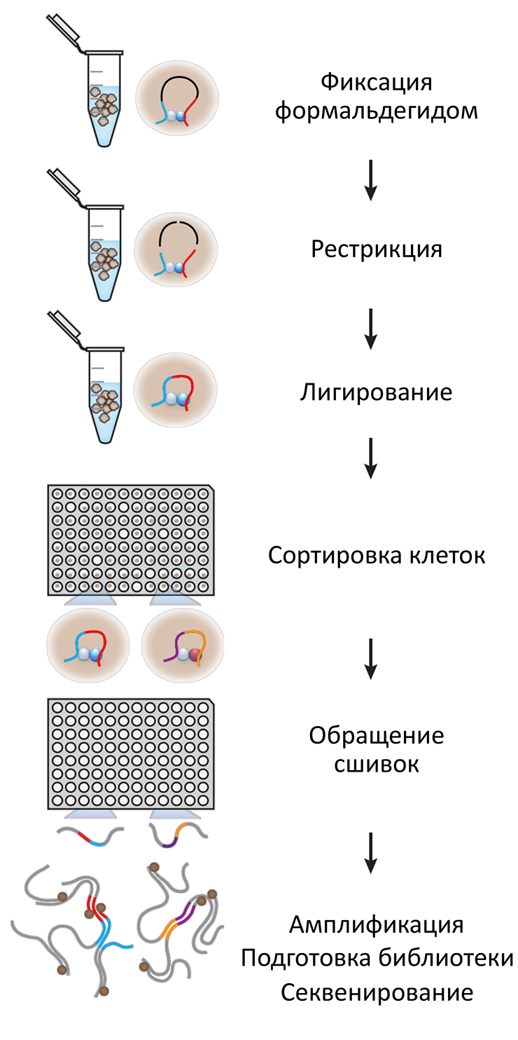 Протокол Hi-C одиночных клеток