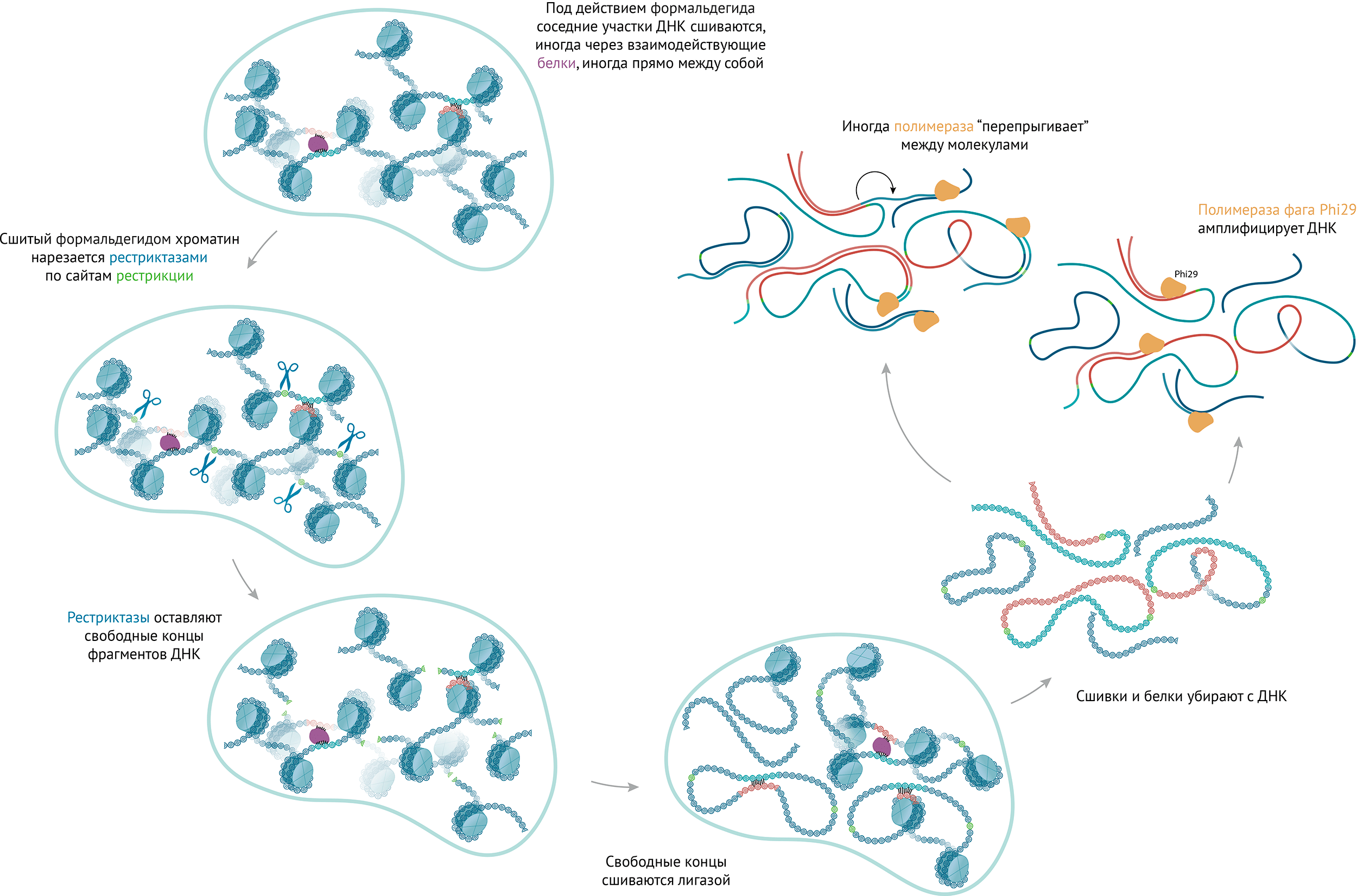 Последовательность манипуляций с ДНК в протоколе Hi-C одиночных клеток