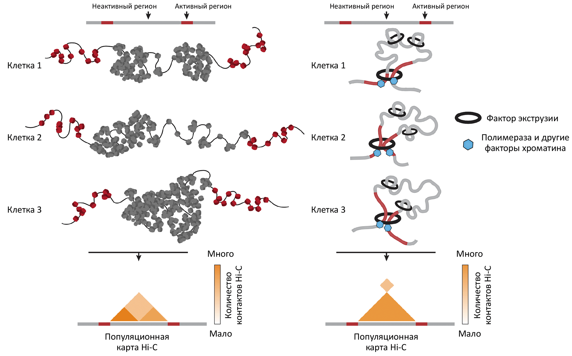 Гипотезы формирования стабильных доменов в хроматине дрозофилы