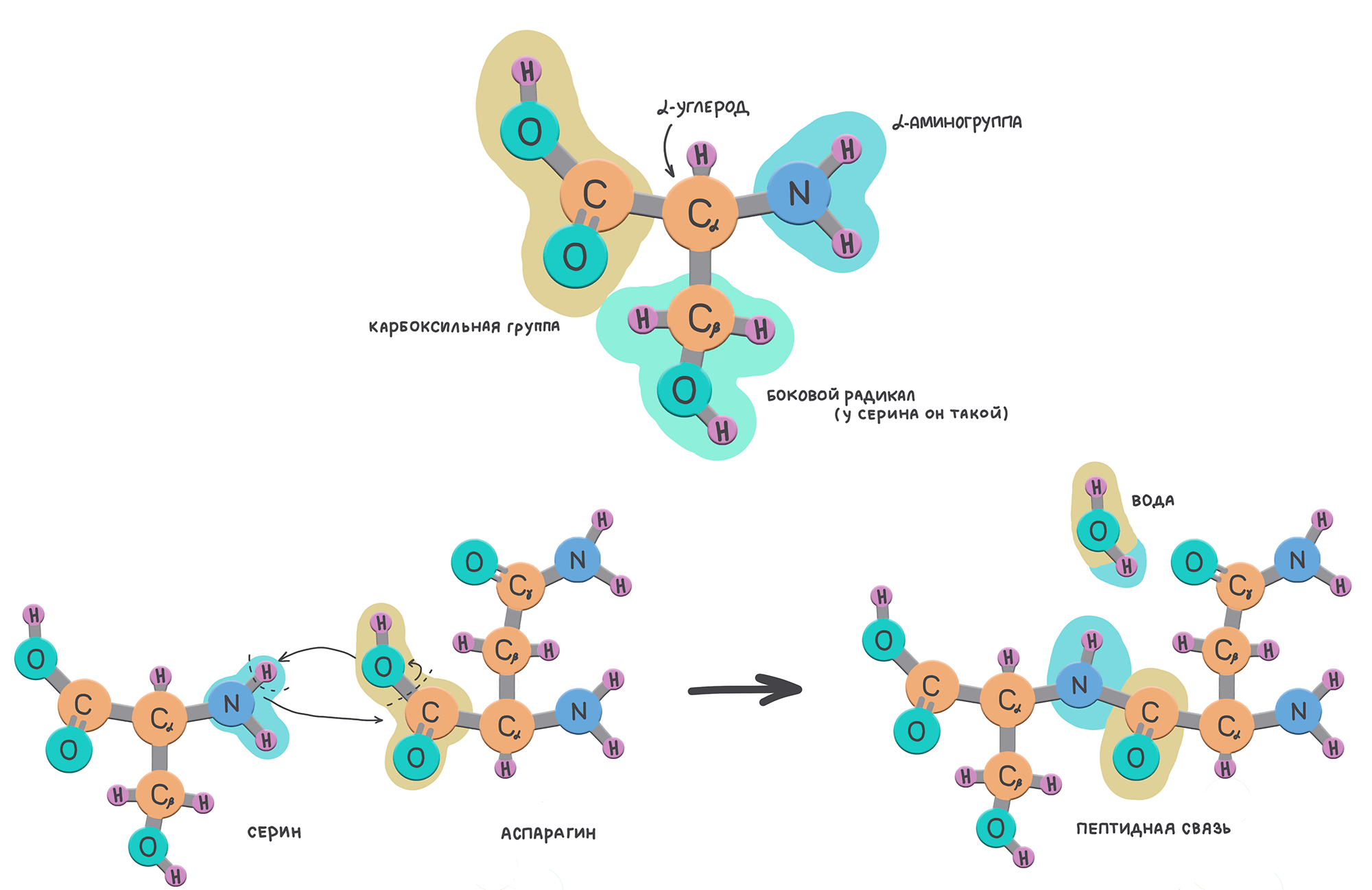 Все аминокислоты содержат карбоксильную группу и аминогруппу