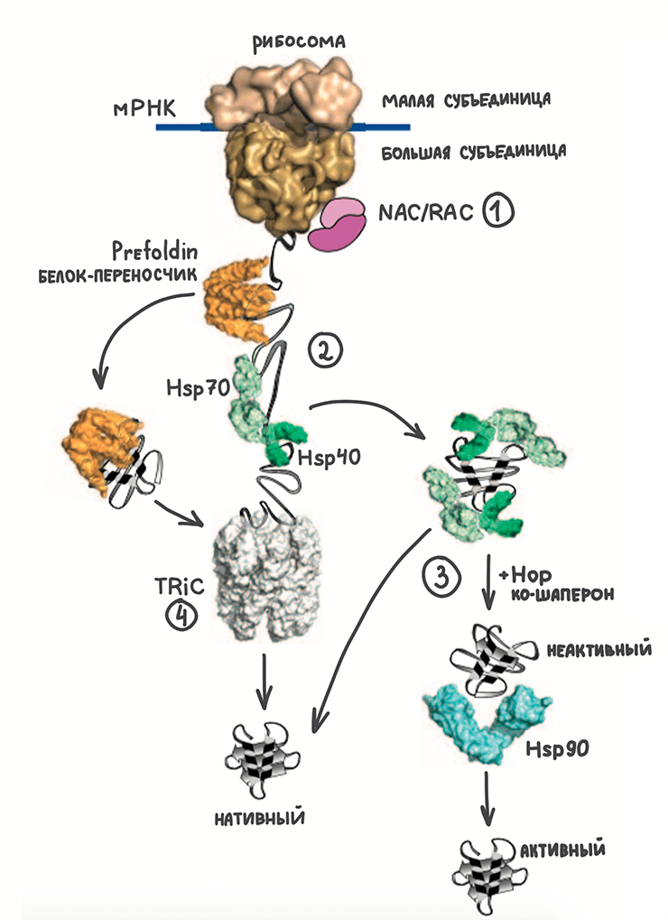 Шаперонный путь в цитозоле