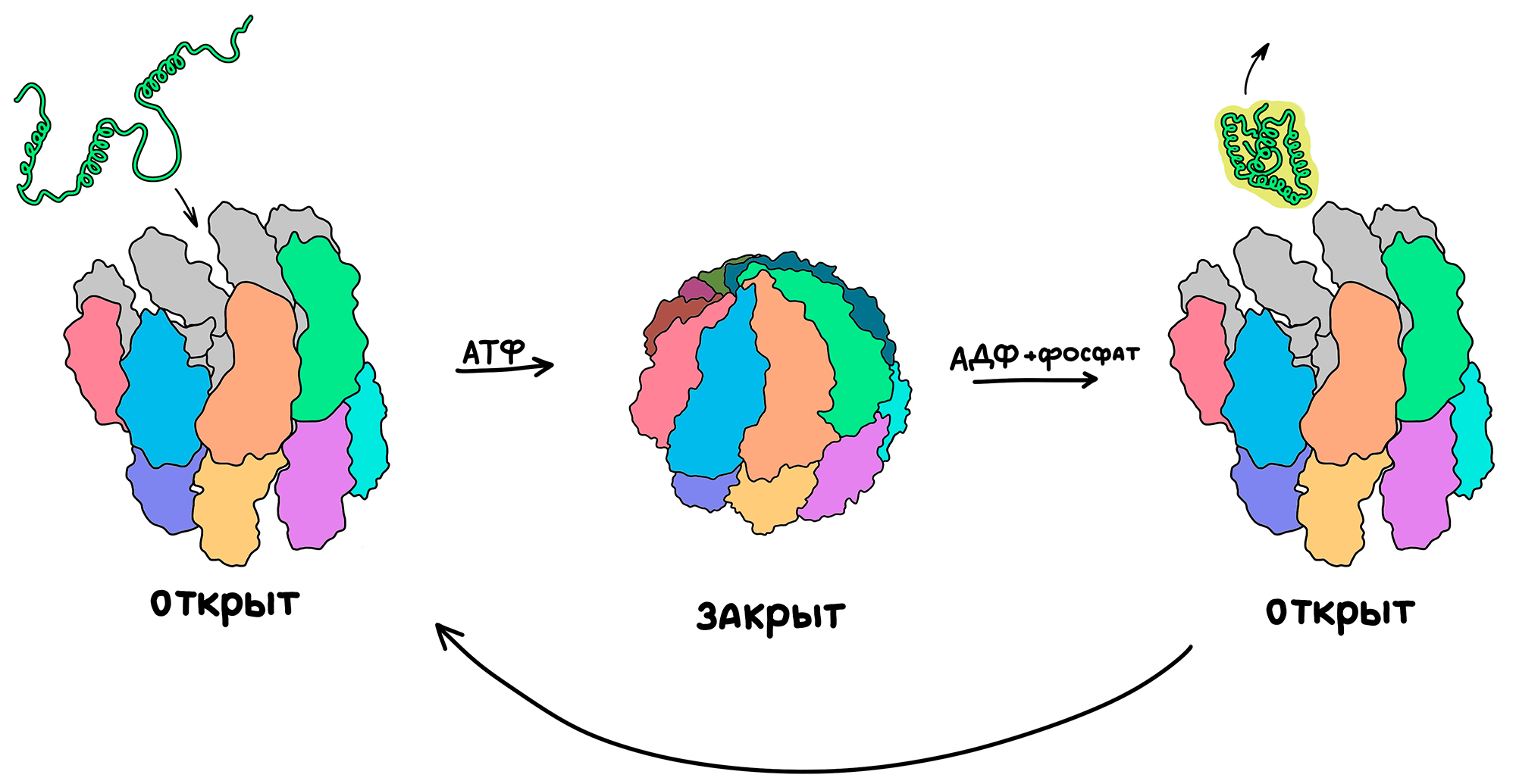 Рабочий цикл шаперонина TRiC
