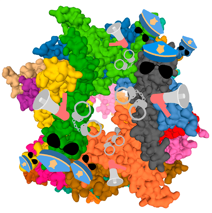 Комплекс из 24 мономерных белков семейства sHsp