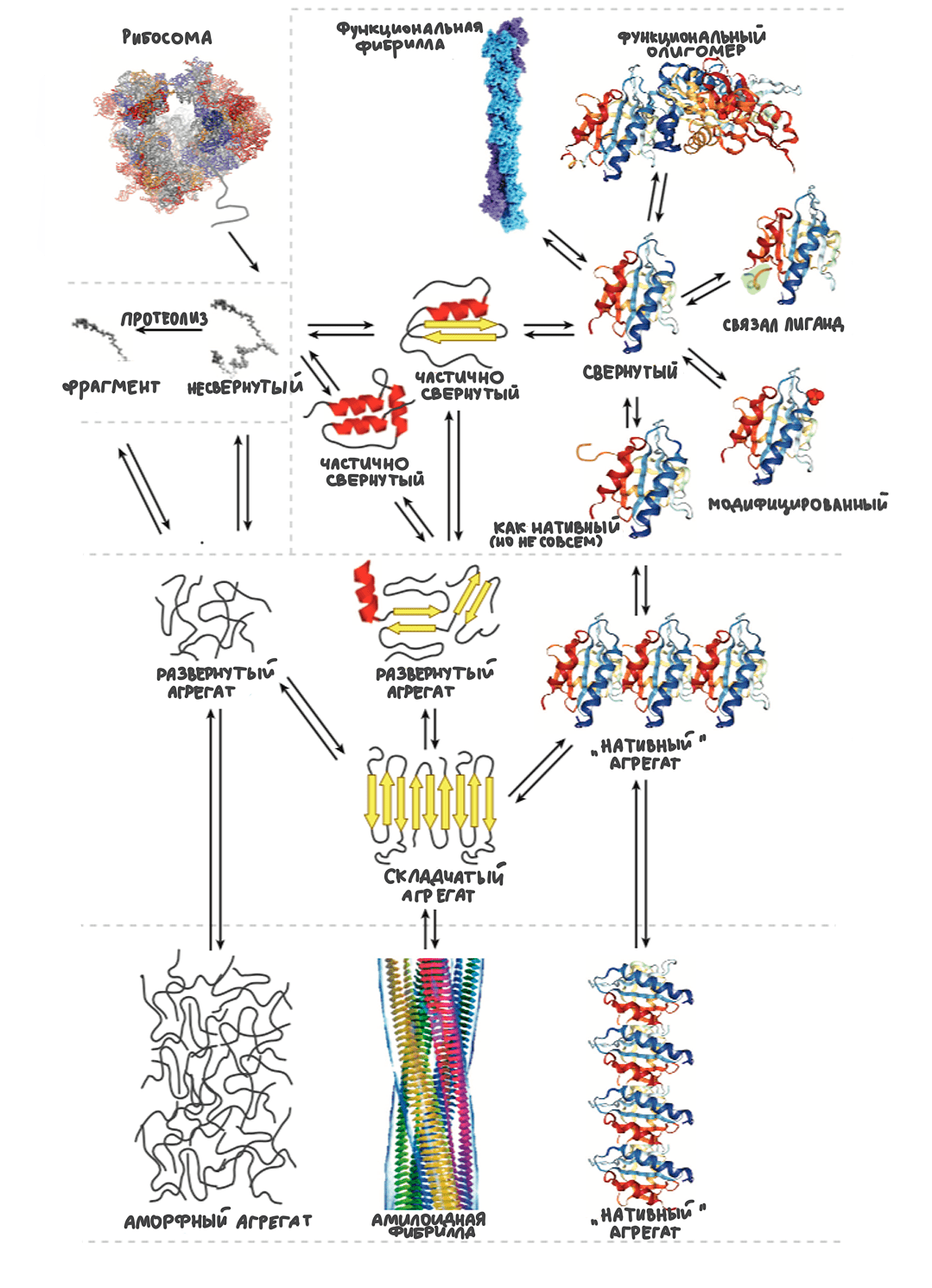 Многообразие функциональных форм белков и их агрегатов