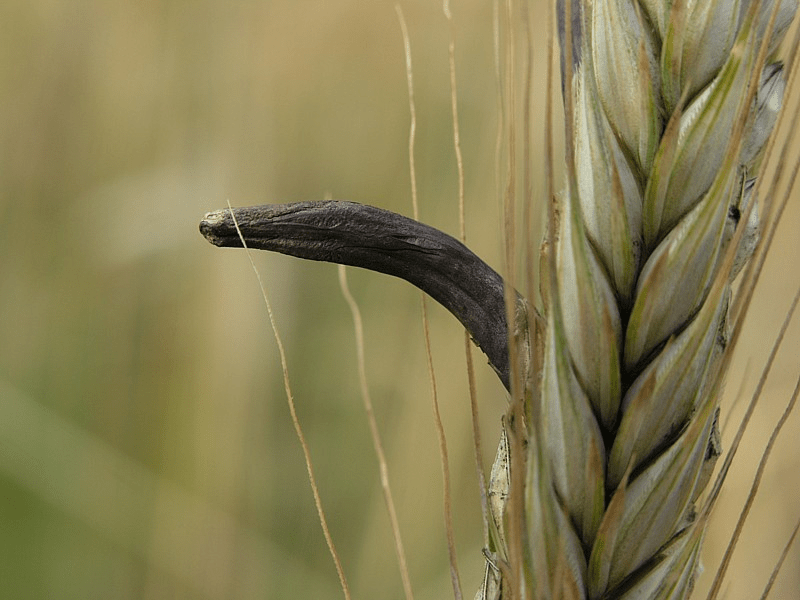 Склероций спорыньи в колосе пшеницы