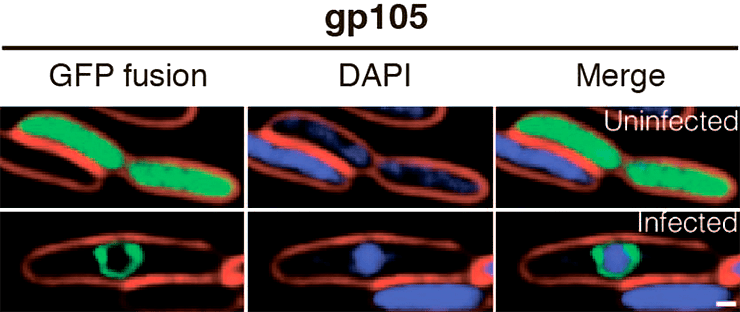 Локализация белка gp105 джамбо-фага 201φ2-1 в клетках бактерии