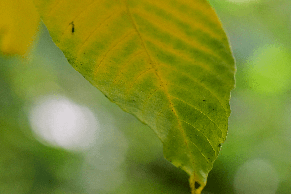 Желтеющий лист ореха маньчжурского