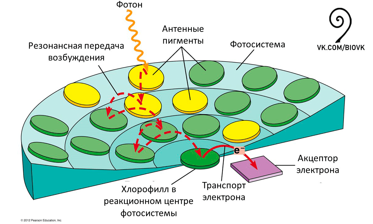 Схематическая структура антенного комплекса фотосистем