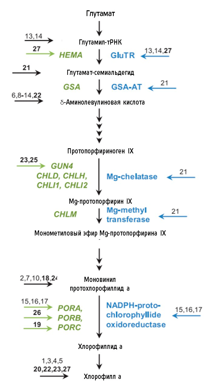 Роль цитокинина в биосинтезе хлорофилла