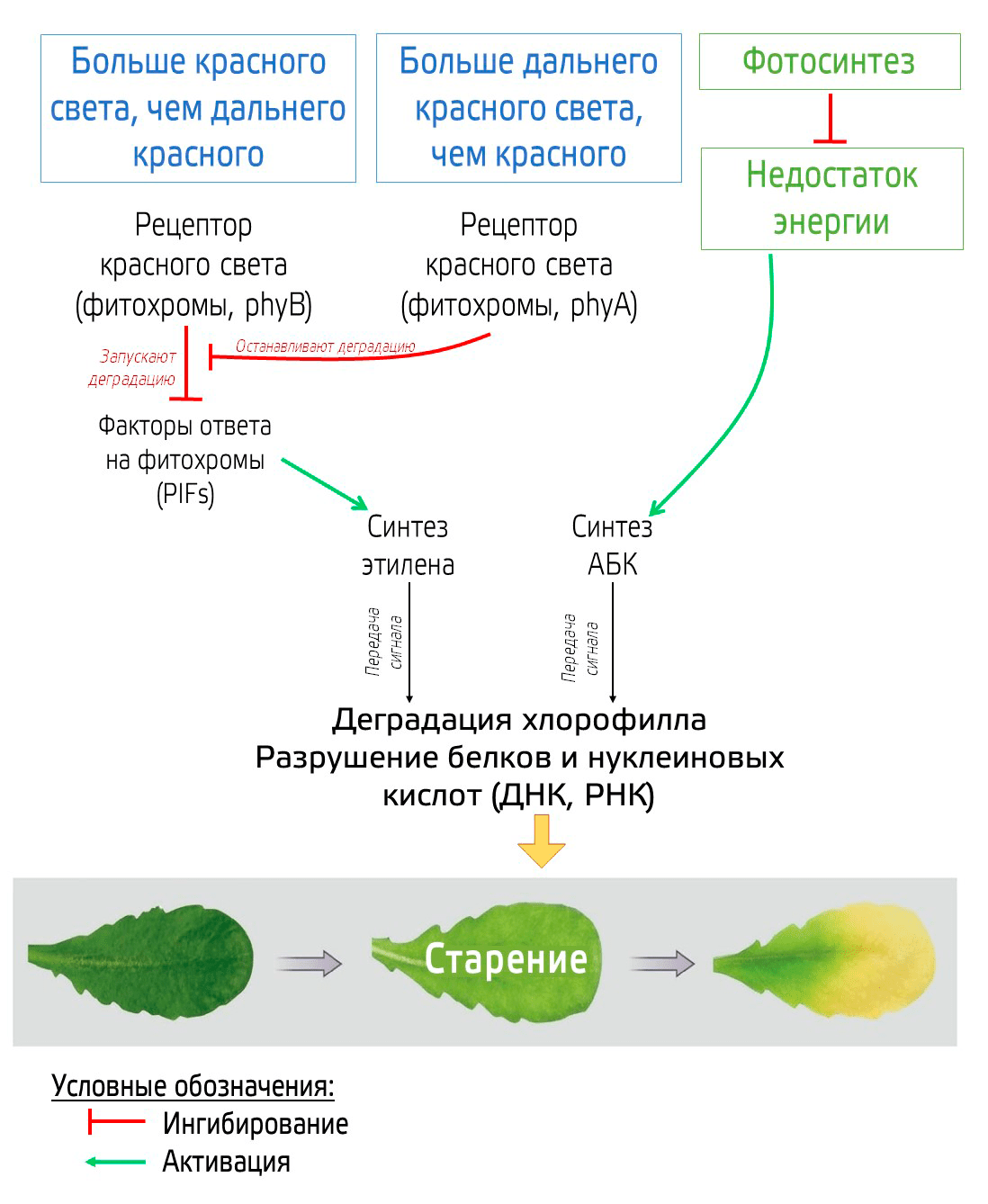 Молекулярная регуляторная сеть старения листьев