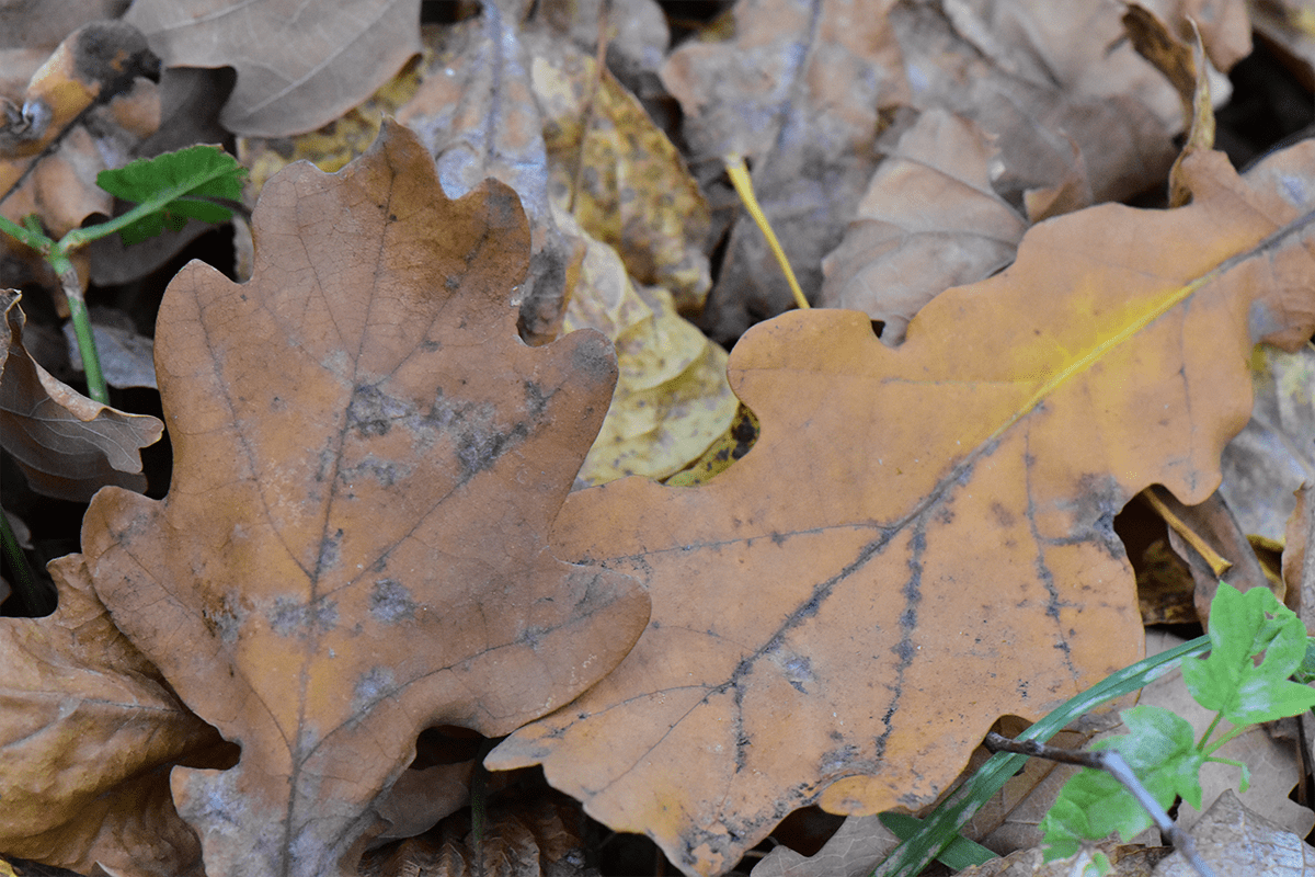 Опавшие листья дуба черешчатого