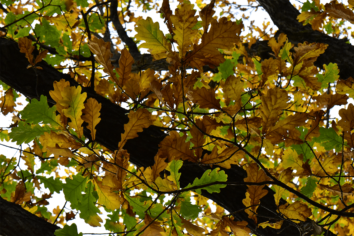 Осенняя крона дуба черешчатого