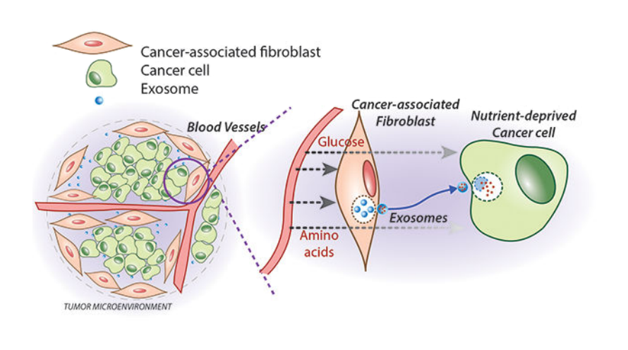 Клетки ниши отправляют раковым клеткам экзосомы
