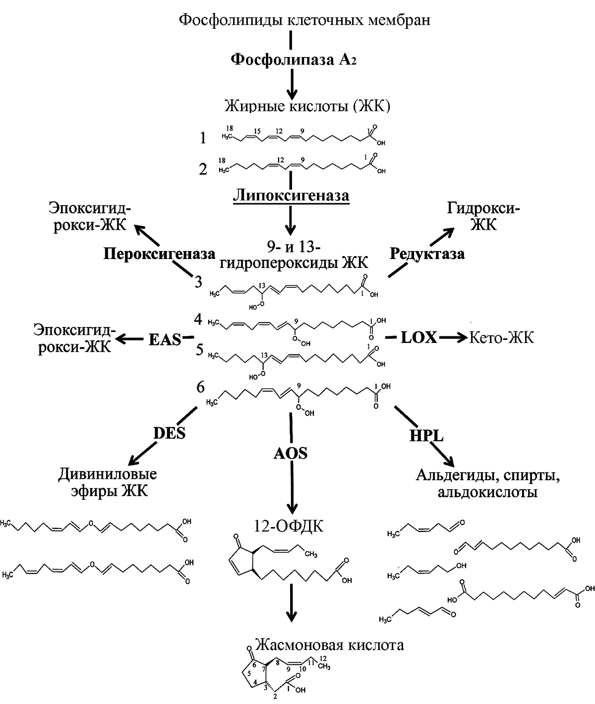 Биосинтез оксилипинов у растений