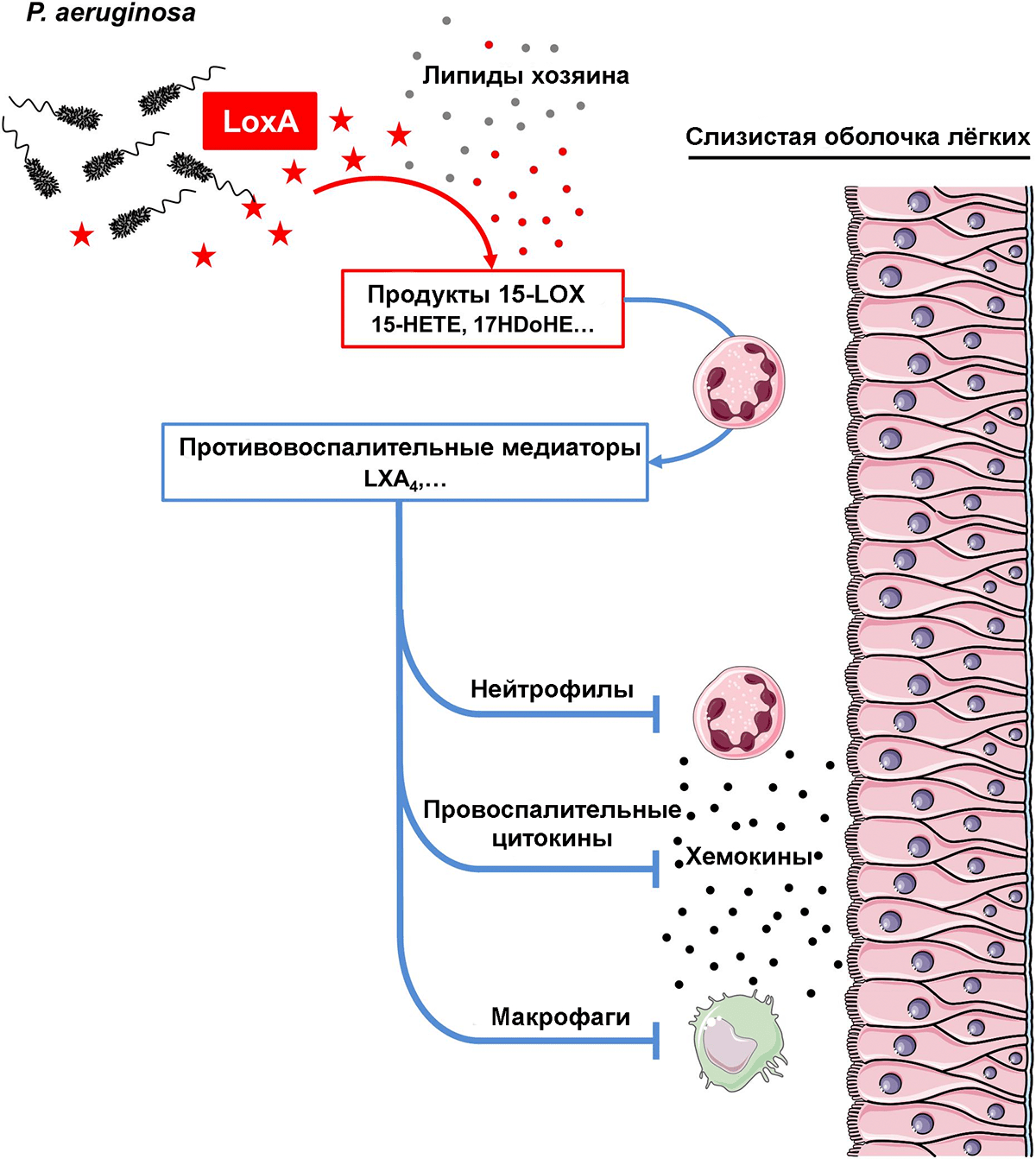 Механизм действия липоксигеназы P. aeruginosa