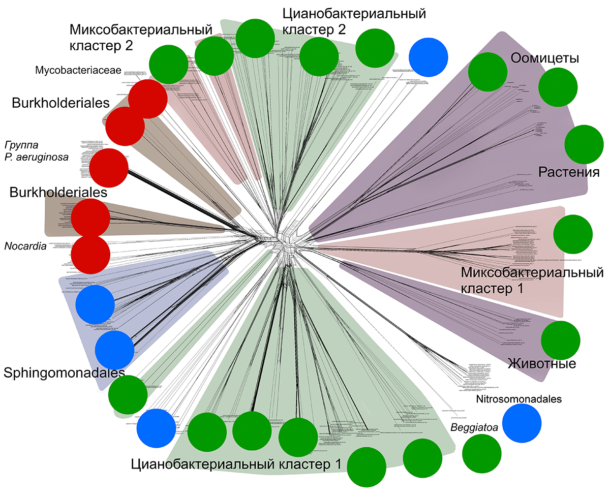 Филогенетическая сеть для всей выборки липоксигеназ