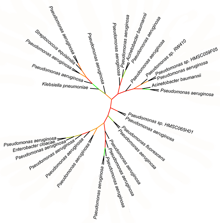 Филогенетическое дерево, показывающее «сверхраспространение» липоксигеназы синегнойной палочкой