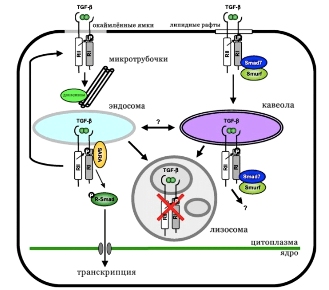 Транспорт TGF-β-рецепторов