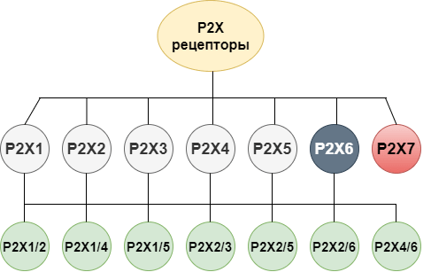Классификация P2X-рецепторов и их гетеромеров