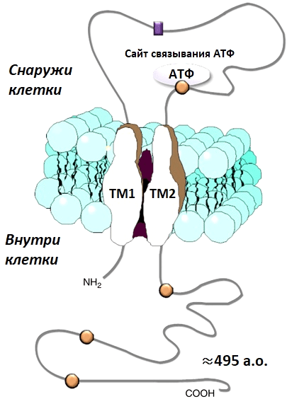 Схема субъединицы P2X7-рецептора