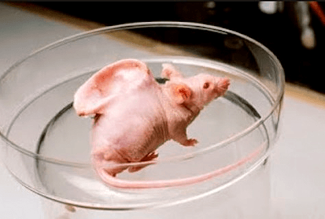 Фото мыши, на спине которой выращено ухо