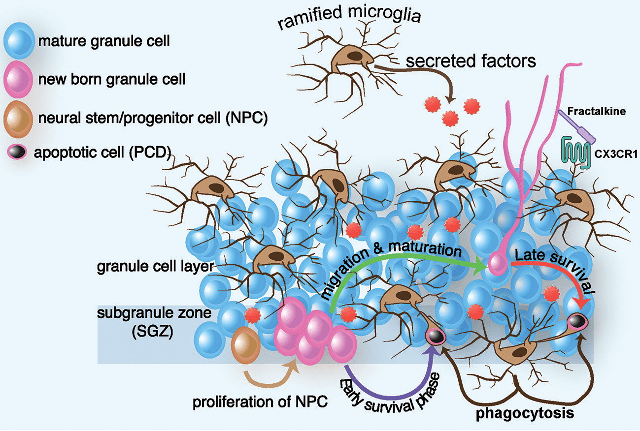 Схема нейрогенеза в гиппокампе и участии в нем микроглии