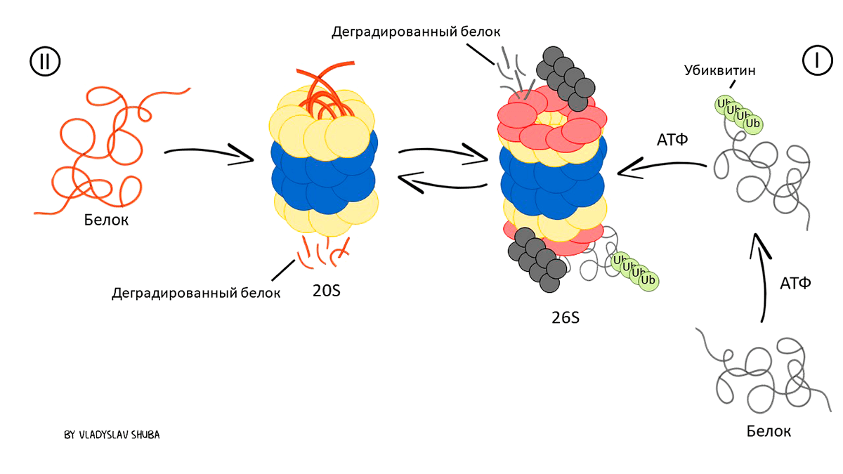 Схема убиквитин-опосредованной деградации белка