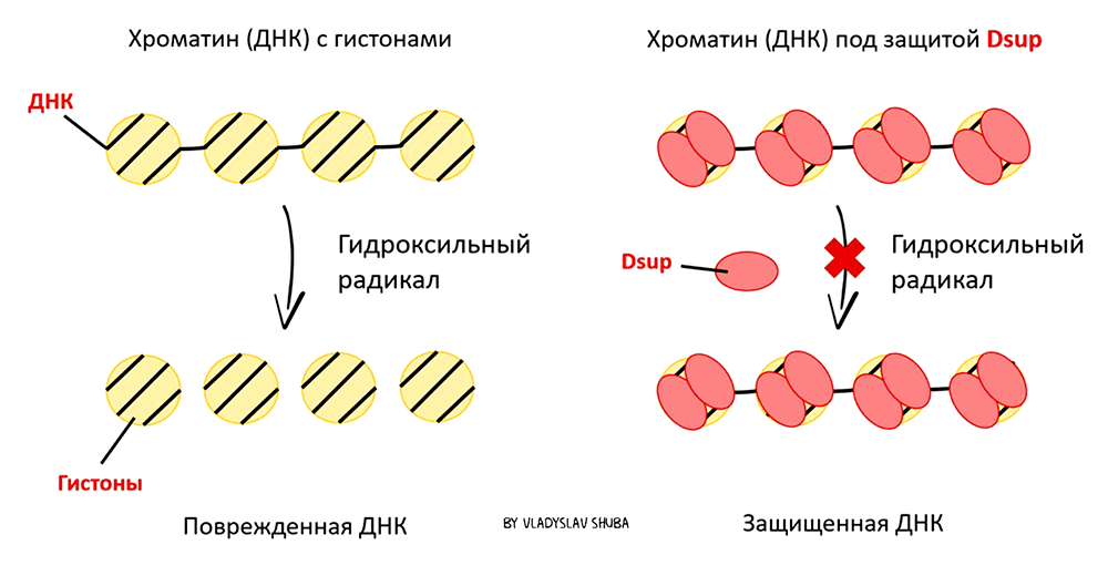 Модель связывания Dsup с нуклеосомой