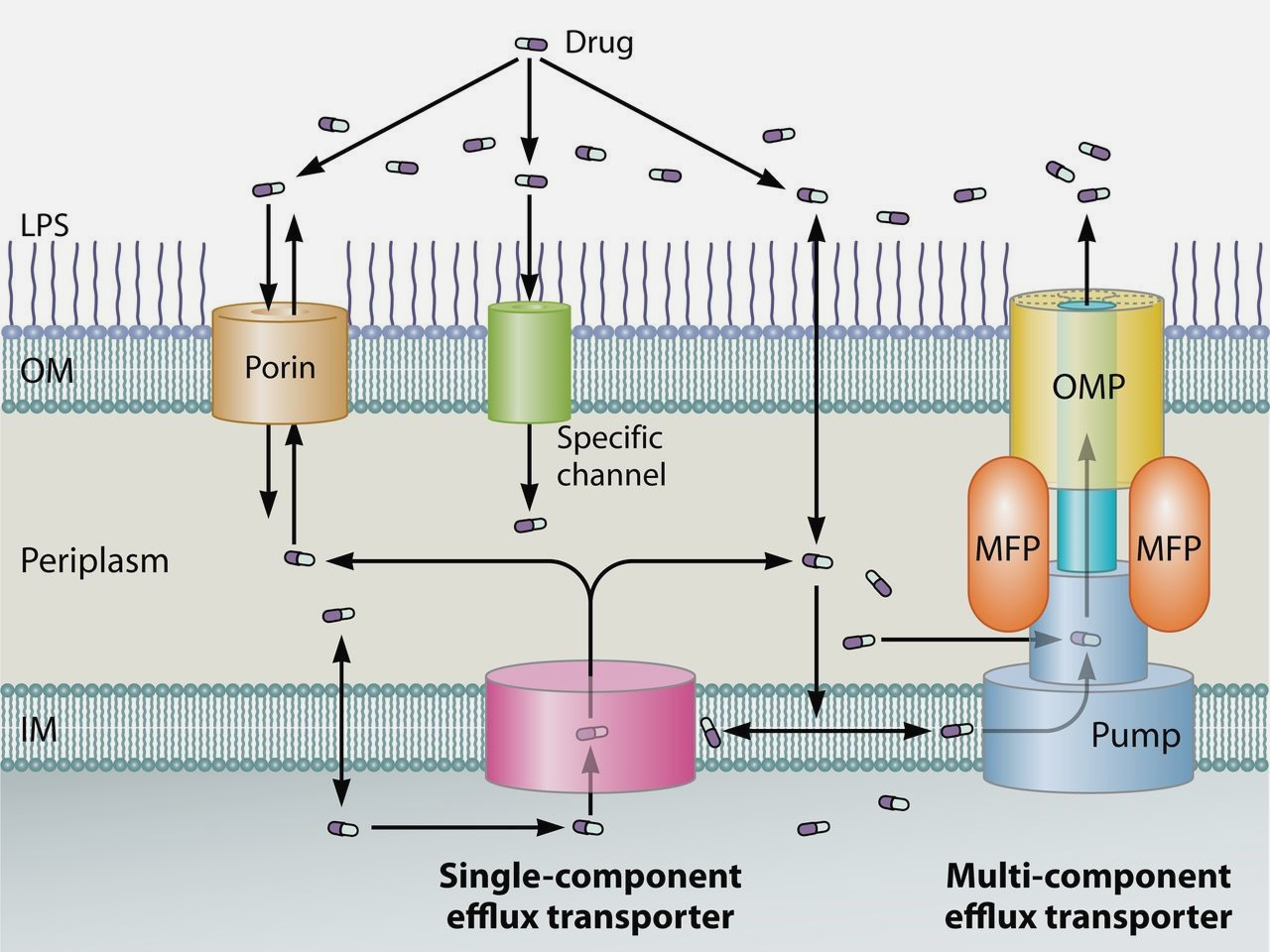 Схема транспорта антибиотика