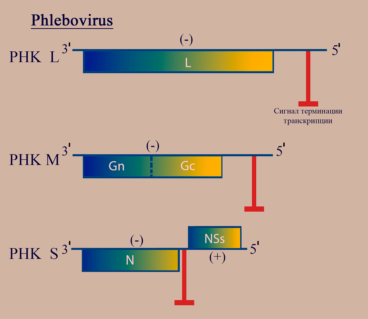 Схема структуры генома флебовирусов