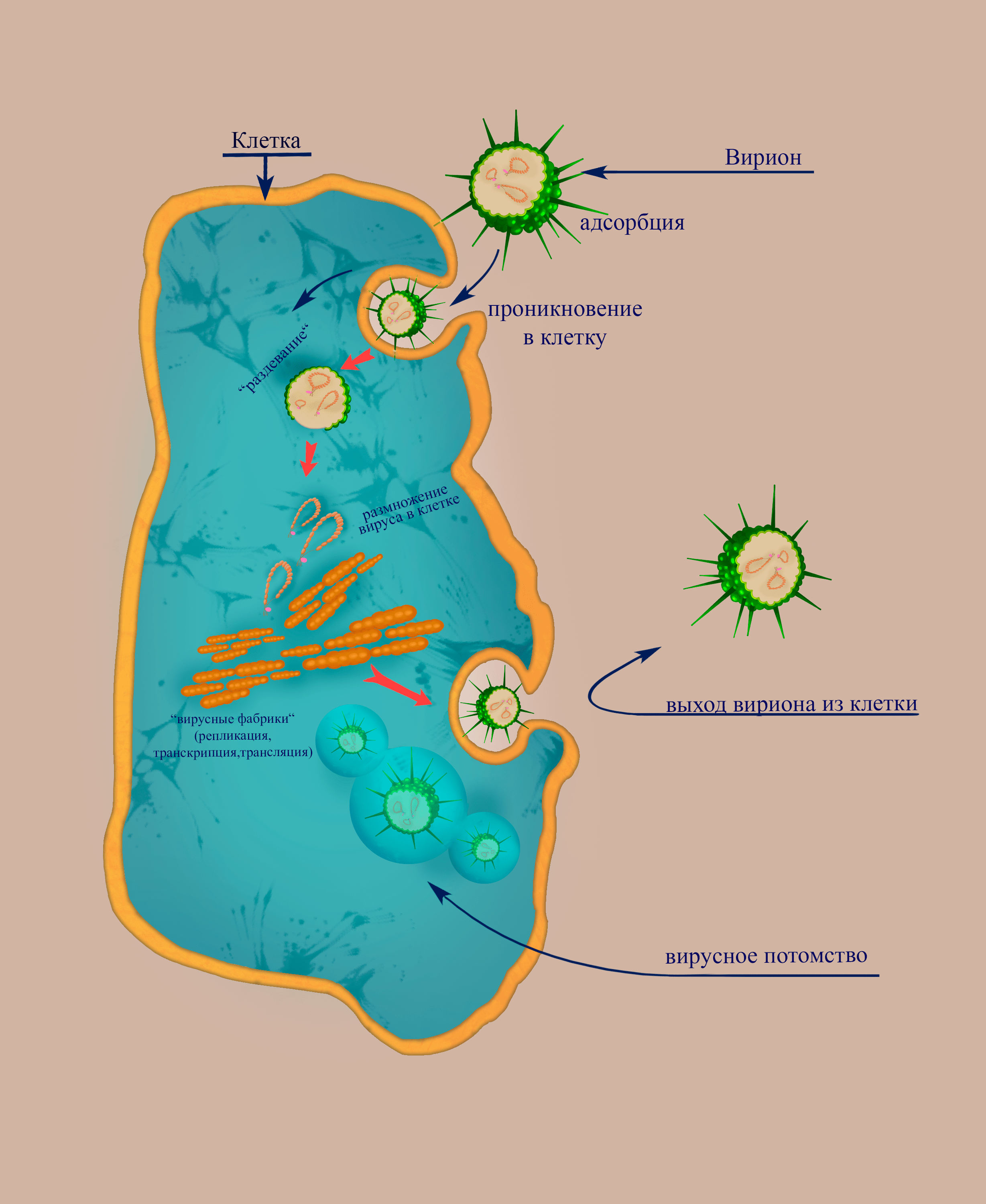 Основные этапы цикла флебовируса