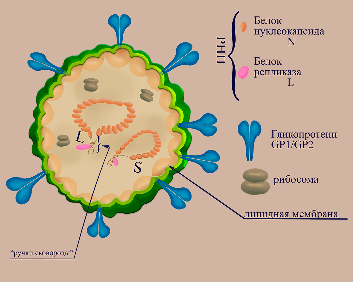 Схематичное изображение структуры вириона аренавирусов