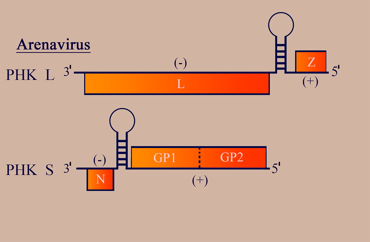 Схема структуры генома аренавирусов