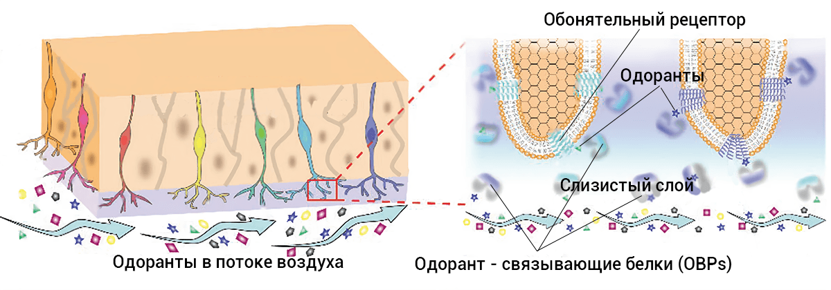 Одорант-связывающие белки в мукус